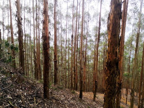 廣西桉樹(shù) 生物多樣性保護(hù)、生態(tài)平衡與木材安全的三維博弈